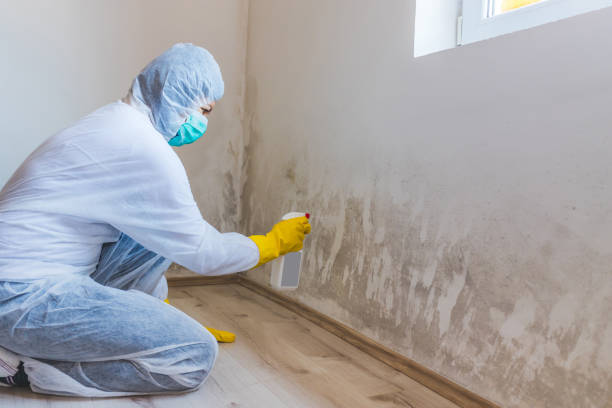 Licensed Mold Removal service in Jersey City, NJ - 24 Hour Mold Removal